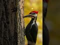 Nature's Master Sculptor: Woodpecker Drills for Food!🌳🪚"