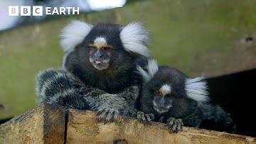 The Effect Of Colour Vision | Colour the Spectrum Of Science | BBC Science