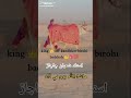 ustad shahban chachar nice song#sindhisong #unfrezzmyaccount #allcountry#please_subscribemychannel