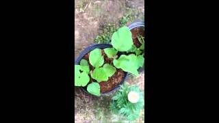 2014 Spring Garden Tour