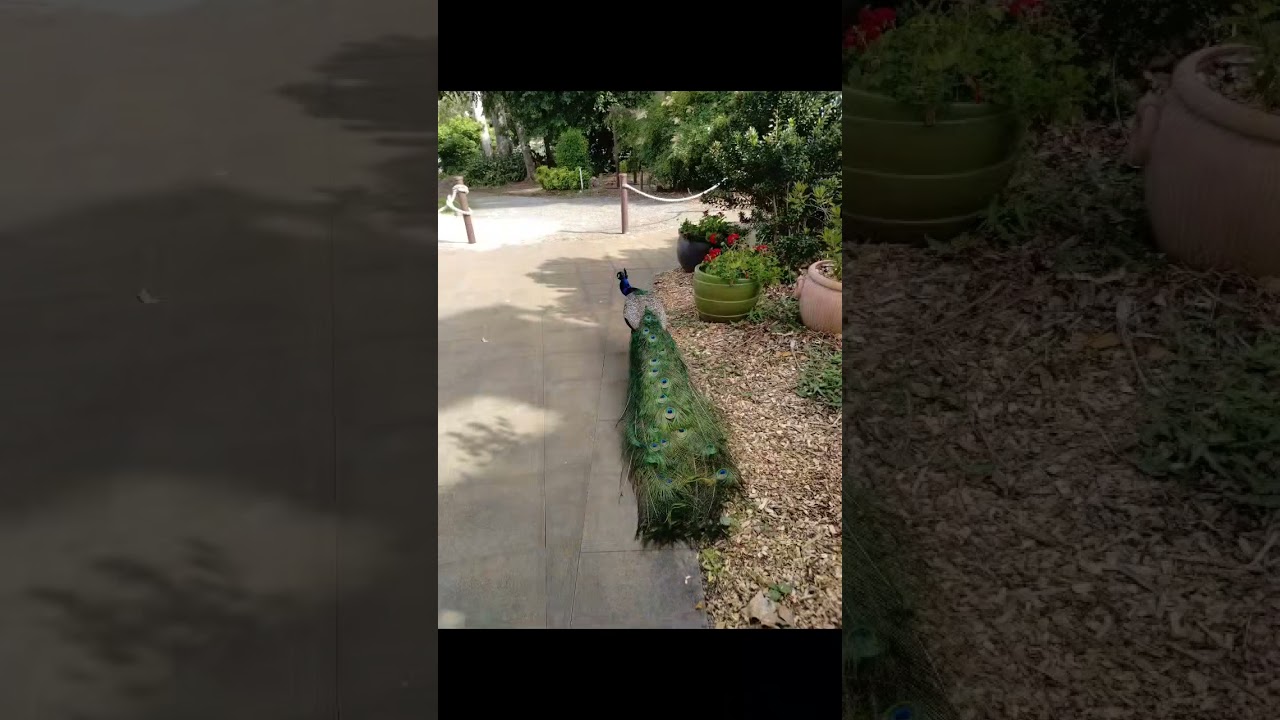 The oldest and most iconic  pub - St. Bernard's Hotel 