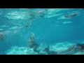 Sirenita Brasil- um mergulho nas férias, com música de Leandro Roverso