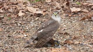 Sharp-shinned Hawk squeezes White-throated Sparrow to Death