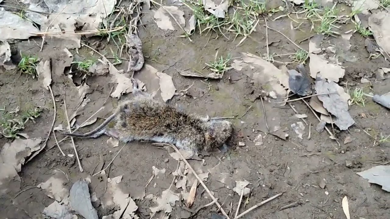 Cats Kill A Rat January 1 2024 YouTube Cats Kill A Rat January 1 2024 YouTube