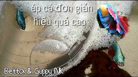 Cách ép cá betta đơn giản trứng nhiều tỉ lệ nở cao phần 1