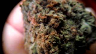 New Meds