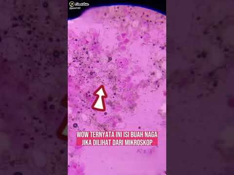ternyata ini isi buah naga#fyp #video