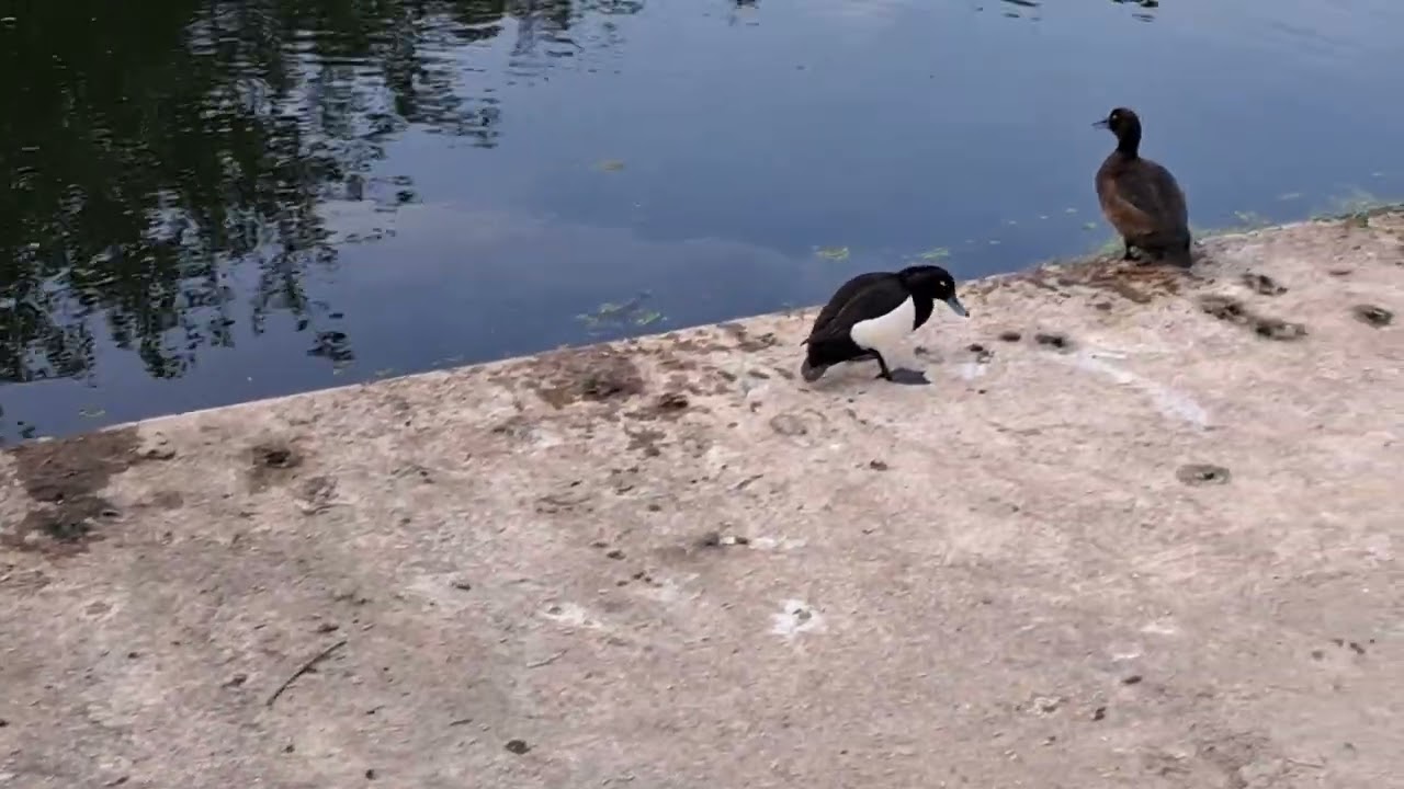 Feeding tufted ducks and mallards at the weir , Sankey canal