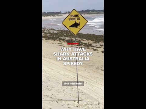 The Latest Update On The Shark.bae OnlyFans Leak