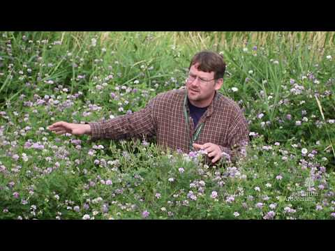 Video: Kronwikke plant: Leer hoe om kroonwikke te gebruik vir 'n natuurlike agterplaas of skuins landskap