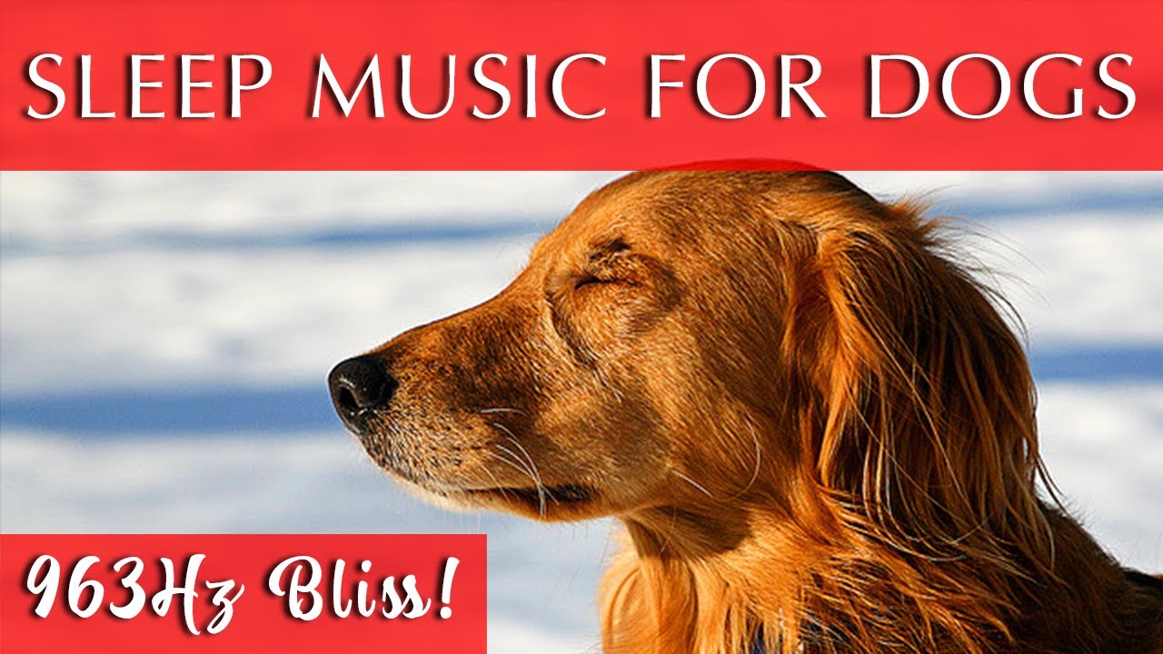 Calming Sleep Music for Dogs 963Hz Ambient Healing YouTube