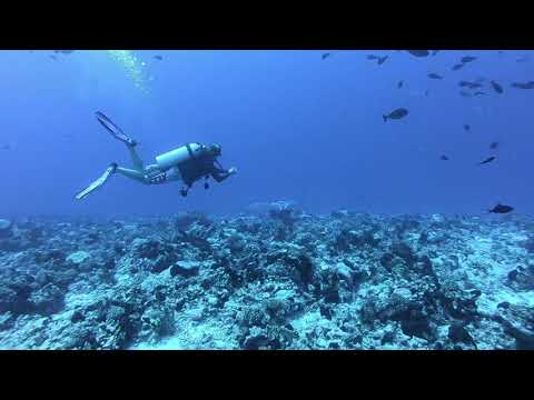 Video: Duiken Met Haaien In Frans-Polynesië