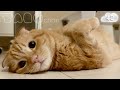 【たろちゃん#４２】猫神と秋の換毛期【猫】