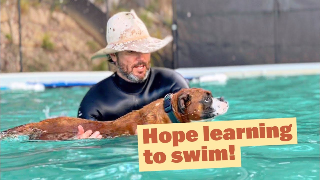 Dogs Swimming in Pool at Rural Dogs Sanctuary | The Farm