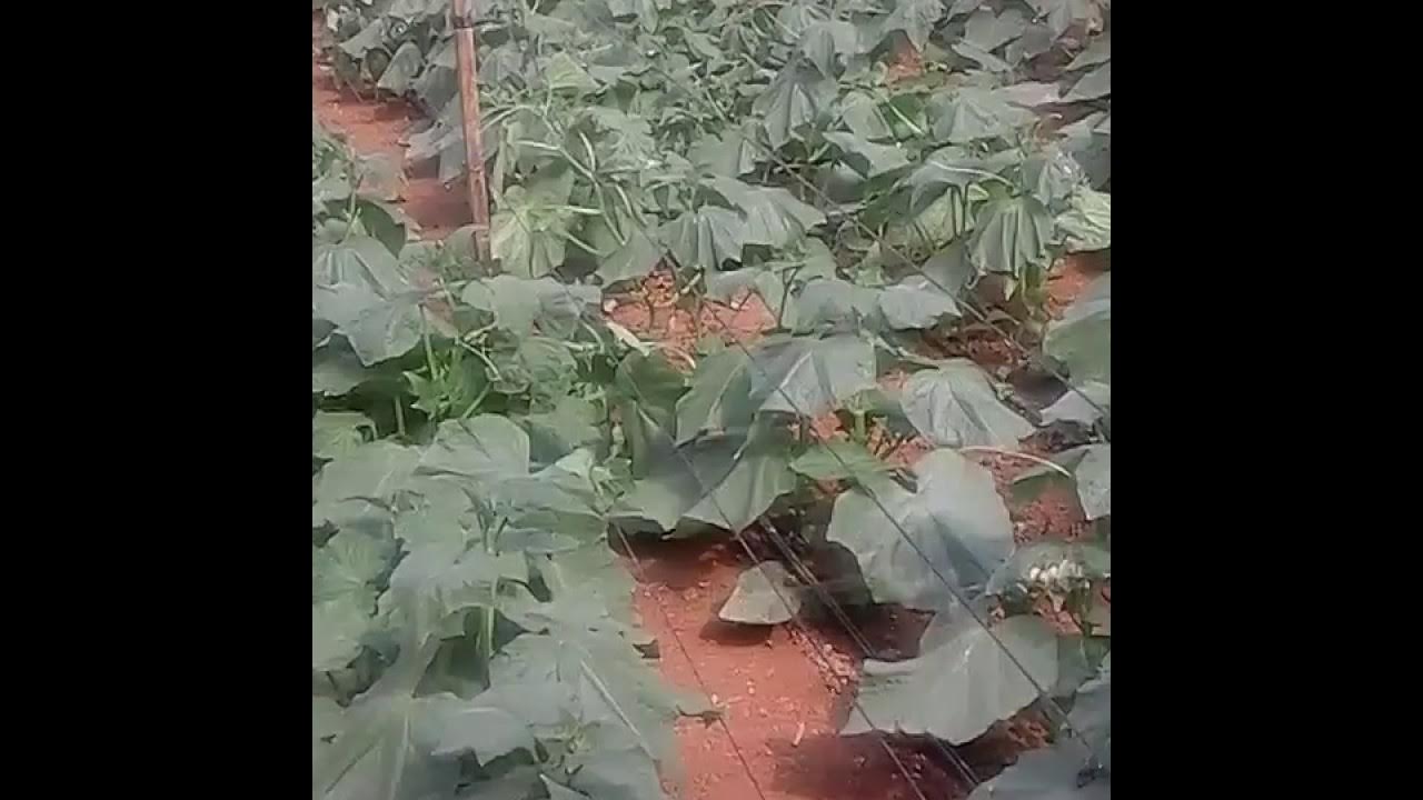 Growing English Cucumbers in Zimbabwe 3 YouTube