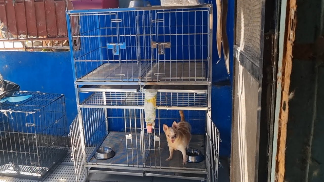 BAGONG STAINLESS DOG CAGE 4 DOORS 2 LAYERS 2×3×3 (shih tzu paw family