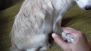 Spray to avoid fleas by Cakie Dog 209 views 8 months ago 1 minute, 5 seconds