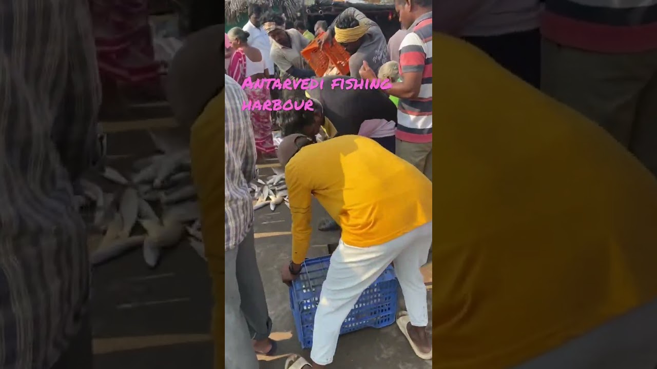 Antarvedi fishing harbour || 