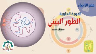 الدورة الخلوية-الطور البيني - Interphase- علوم بالعربية