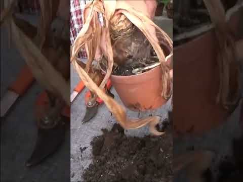 Vidéo: Dividing Outdoor Amaryllis - Quand diviser les plantes d'amaryllis dans le jardin