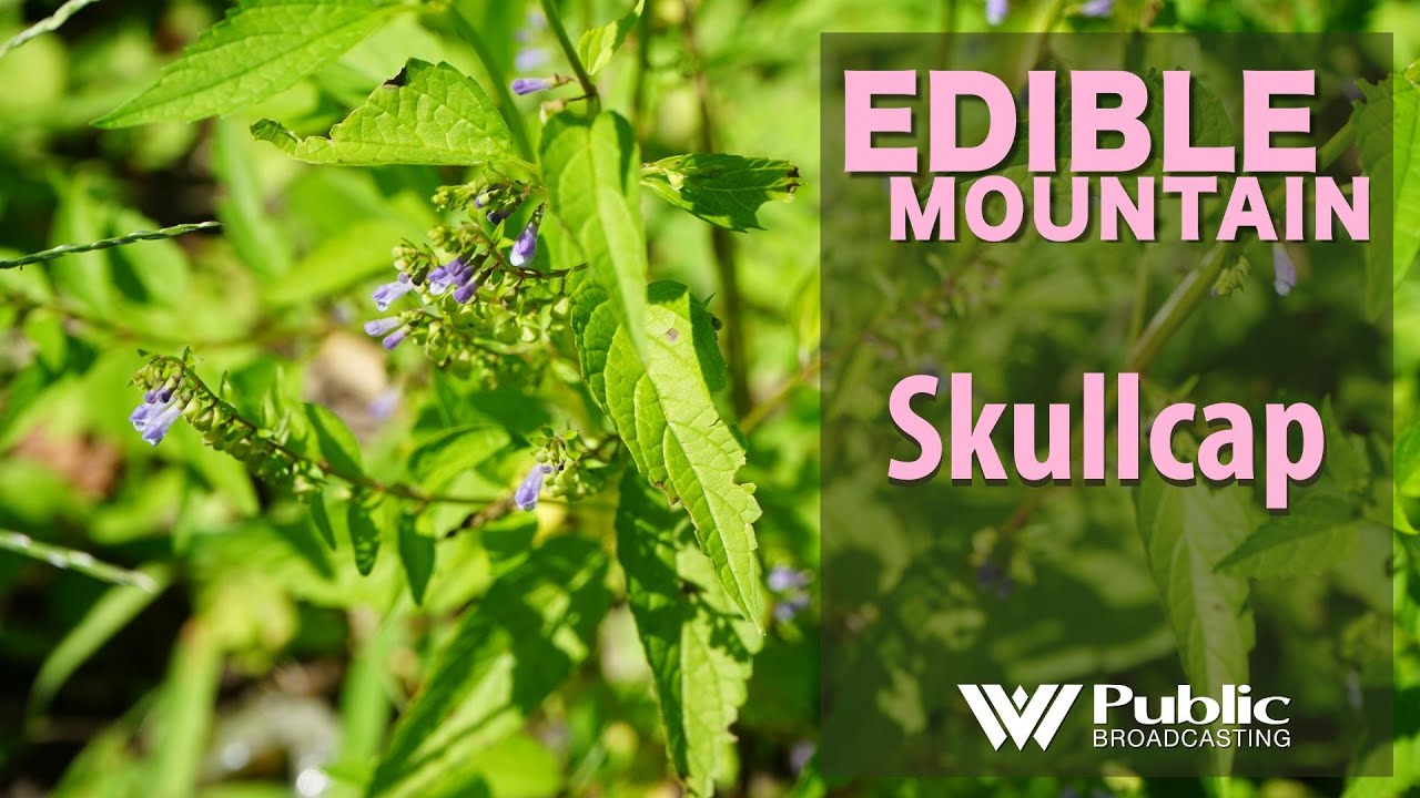 edible-mountain-skullcap-youtube