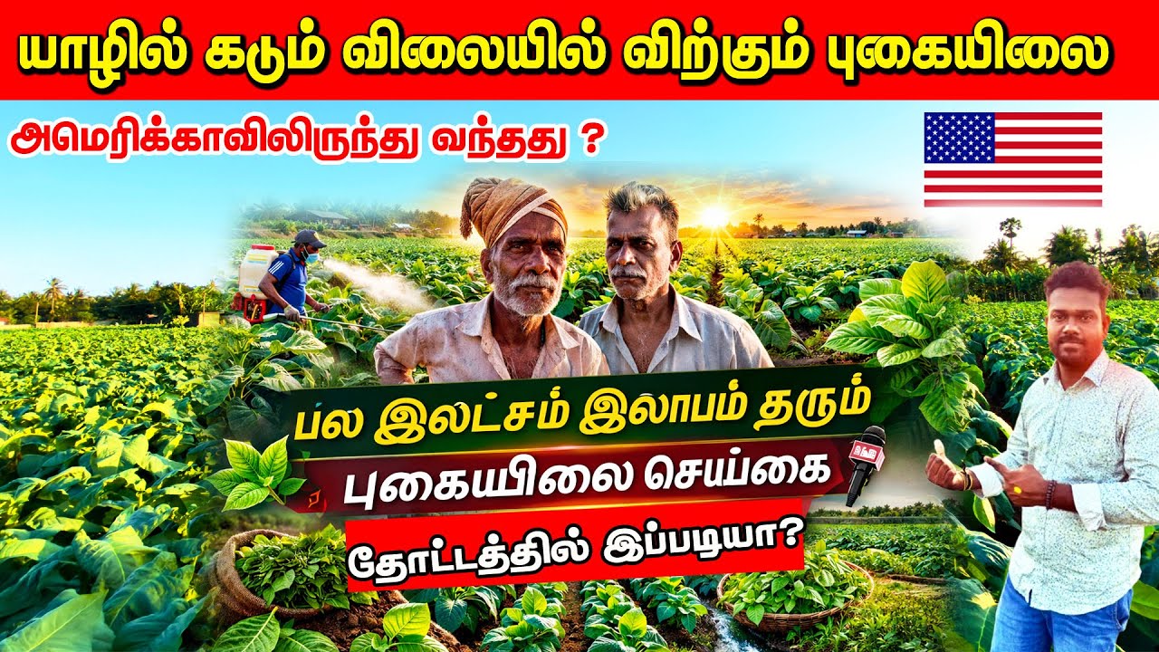 தங்க விலையில்... / யாழில் சூடு பிடிக்கும் புகையிலை வியாபாரம் / அமெரிக்காவில் இருந்து வந்தது?  