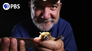 How Glowing Poop Helps Bat Conservation