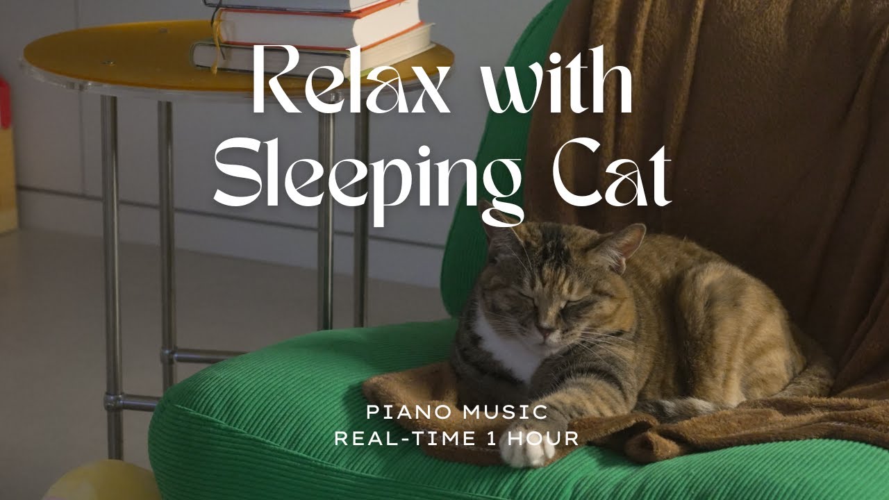Calm Night with Sleeping Cat | Real-time 1 Hour | Soft Piano Music