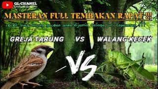 Masteran Kombinasi GREJA TARUNG VS WALANG KECEK Jernih Durasi Panjang Tembakan Rapat!!!
