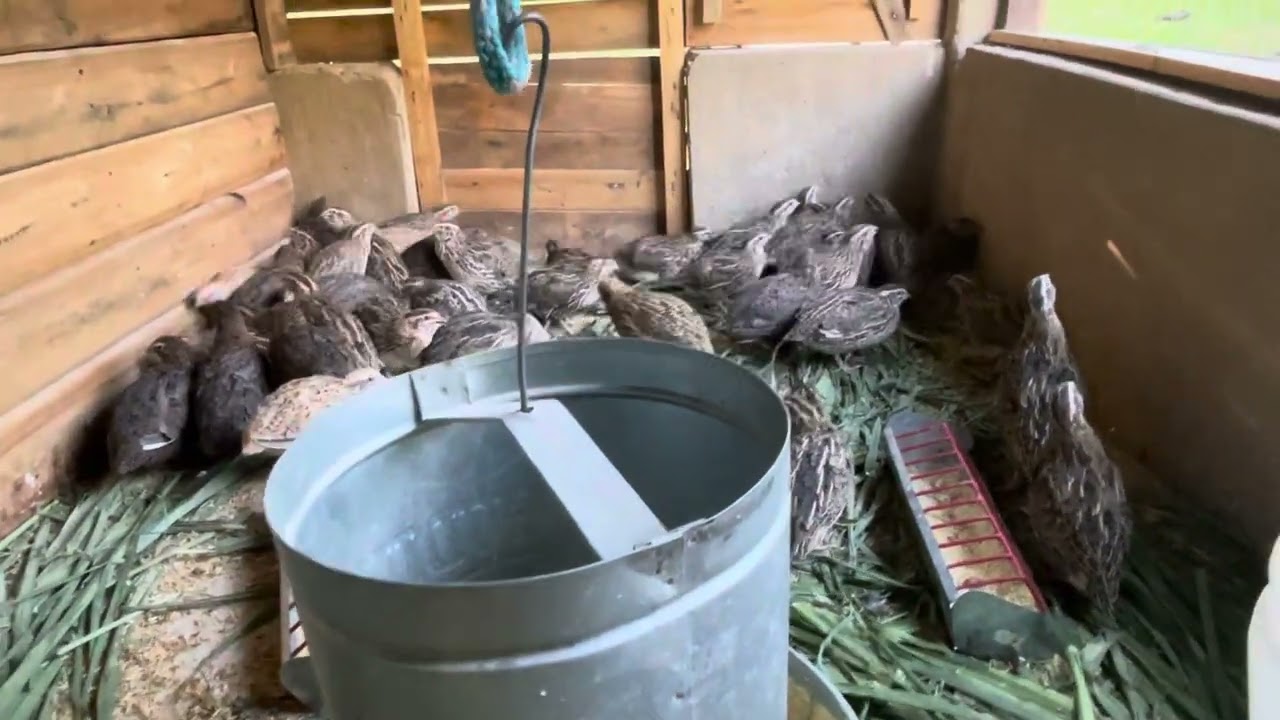 Viveiro falando sobre codornas! #codornasgigantes #viveiros #codorniz #codornas #aves #poedeiras 