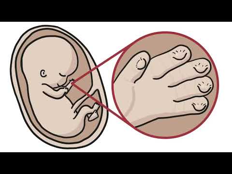 بصمات الاصابع حقيقة مخفية كتبت فى القرآن سلسلة الاعجاز العلمى فى القران