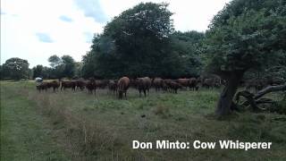 Don Minto, Watson Farm Cow Whisperer