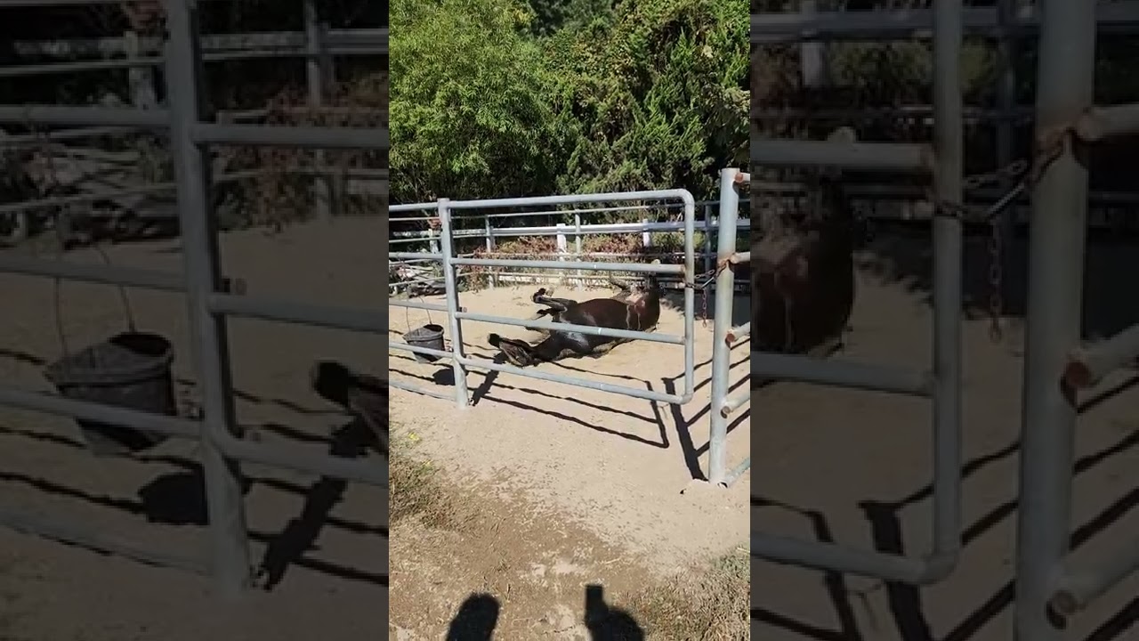 Horse enjoys rolling in the sand after a shower