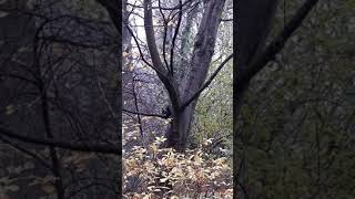 Frühstücks-Tvliveübertragung Mit