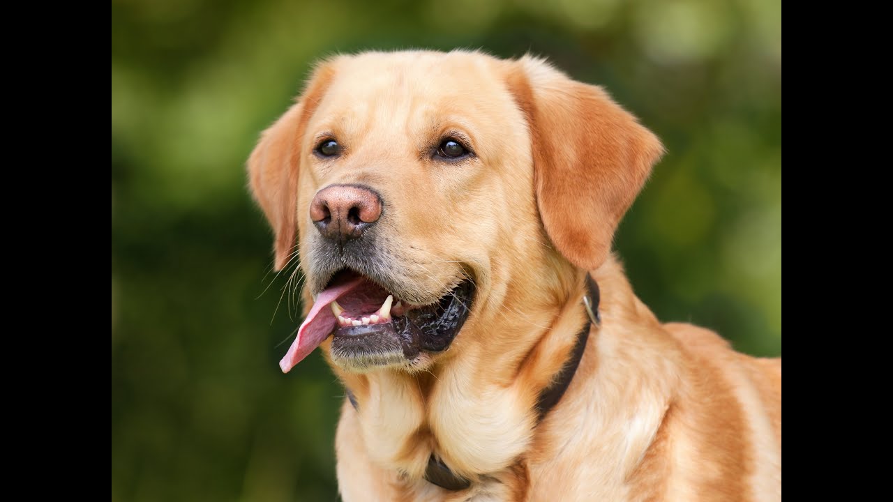 The Friendliest Dog Breeds That Love People The Spruce Pets YouTube