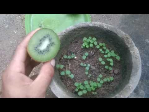 Vídeo: Propagação de mudas de kiwi - quando e como cultivar plantas de kiwi a partir de mudas
