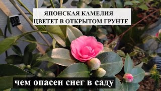 видео: ОБЗОР САДА Моя японская КАМЕЛИЯ ЦВЕТЕТ В ГРУНТЕ | ЧЕМ ОПАСЕН СНЕГ в саду НА ЮГЕ | Красивый сад зимой картинка: ОБЗОР САДА Моя японская КАМЕЛИЯ ЦВЕТЕТ В ГРУНТЕ | ЧЕМ ОПАСЕН СНЕГ в саду НА ЮГЕ | Красивый сад зимой