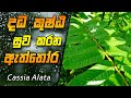 දධ කුෂ්ඨ සුව කරන ඇත්තෝර | Eththora | Aththora | Ratathora | Cassia Alata | Candle Bush | Cimaiyakati