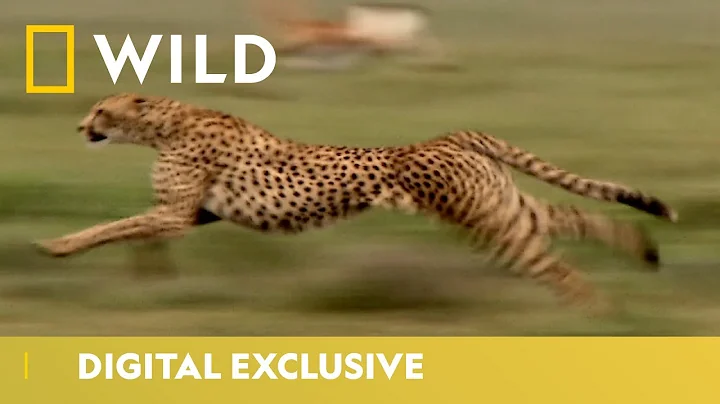 World's Fastest Land Animal | Cheetah Facts | National Geographic Wild UK