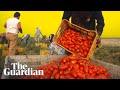 How the Italian mafia makes millions from tinned tomatoes | It