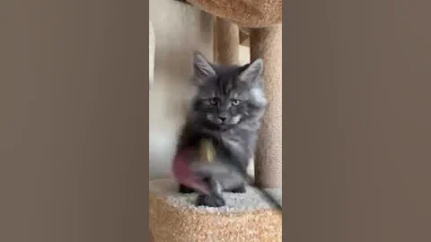 Video 4374071: maine coon kittens love, black maine coon kitten, boy maine coon cat, cute maine coon kitten