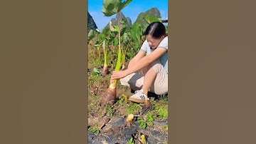 Thu Hoạch Khoai Môn .#mietvuonland #nhàvườn #khoaimôn