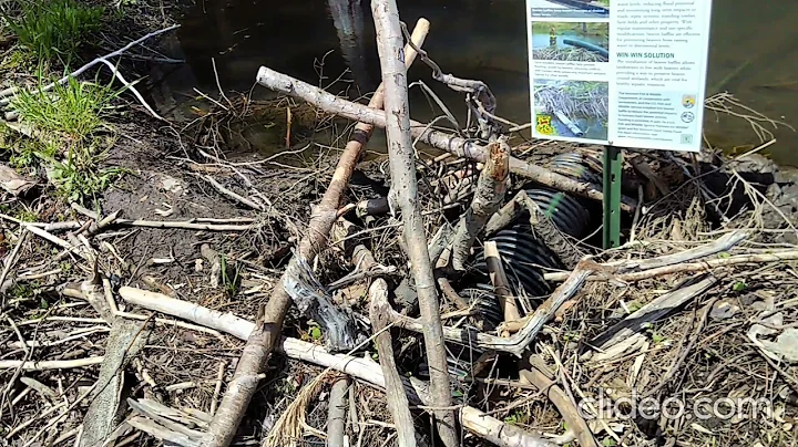 Field Notes Friday: Beaver Baffles Baffle Beavers
