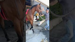 Morning ‘works’ @Los Alamitos Race Course #QuarterHorse #RaceHorse #QHRA #BehindTheGate  #willoughby