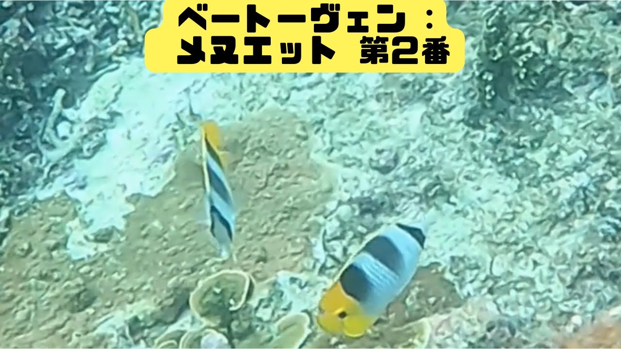 「希少スダレチョウチョウウオ」「Pacific double-saddle butterflyfish」【4k 水中 UNDERWATER GoPro】【宮古島　海　サンゴ　シュノーケリング　水族館】