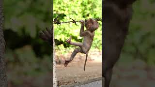 STEELY Really Loves To Climb #cutebabymonkey
