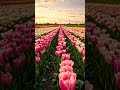 Would you walk through this paradise?#TulipField #NatureLovers #natureview