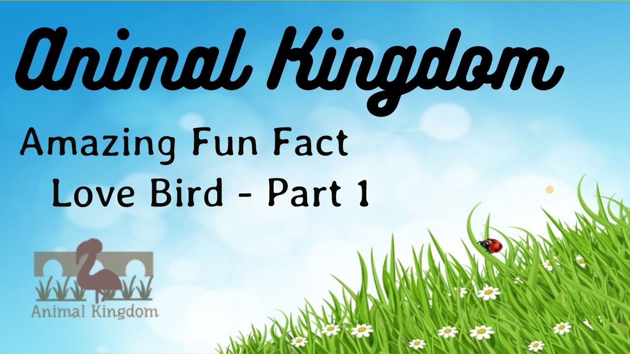 Animal Kingdom - Amazing Fun Fact about Love Bird – Part 1