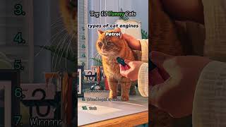 Top Silly Cats You Can’t Stop Watching