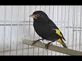 Siskin mutations and much more